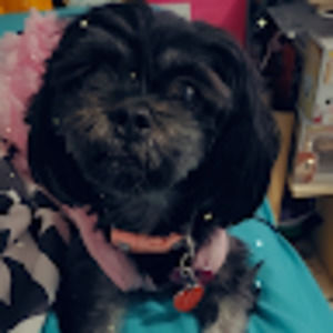 Meet your Posher, Rosy